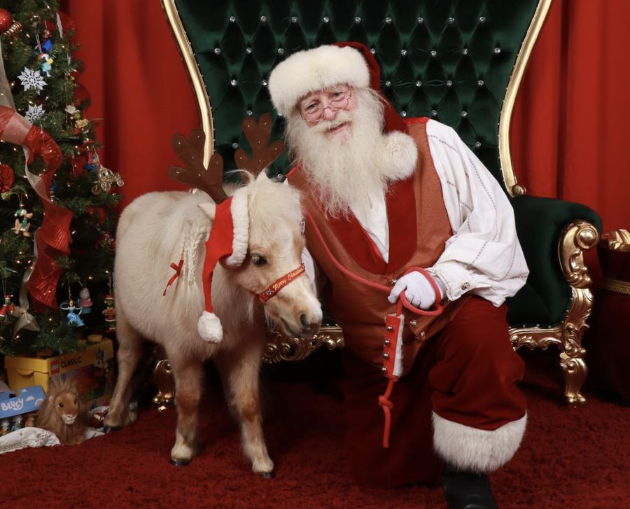 Even Soleigh the mini horse stops by the workshop