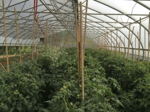 High-tunnel greenhouses grow food year-round, in any climate