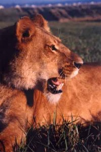 Project Noah began as a sanctuary for exotic animals